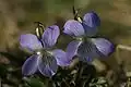 Viola lactea.