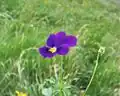 fleur violette.