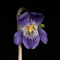 Viola pyrenaica.