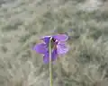 Fleur.