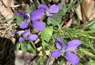 Viola L. — Violette