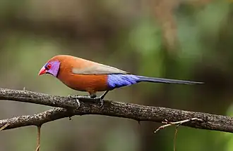 Cordonbleu grenadin (Uraeginthus granatinus)