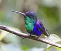 ♂