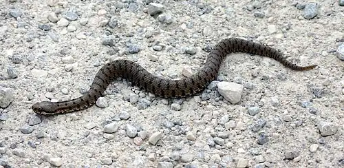 V. aspis francisciredi (Toscane, Italie)