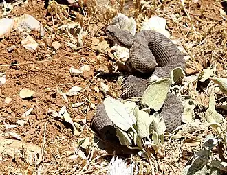 Description de l'image Vipera bornmuelleri.JPG.