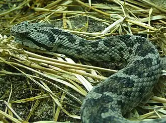 Description de l'image Vipera bulgardaghica head.jpg.