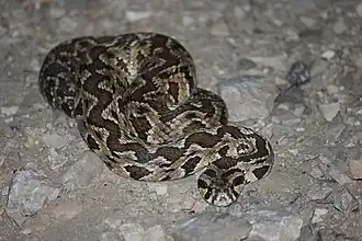 Daboia palaestinae