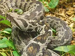 Montivipera wagneri
