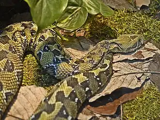 Bitis parviocula