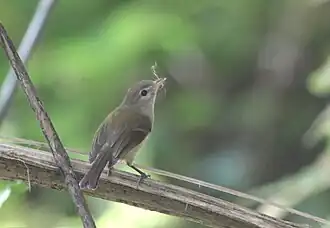 Description de l'image Vireo latimeri 184651046.jpg.