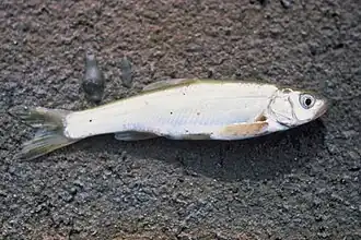 Description de l'image Virginia river spinedace fish lepidomeda mollispinis mollispinis.jpg.