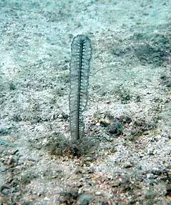 Virgularia gustaviana (Virgulariidae)