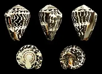 Description de l'image Virroconus chaldaeus chaldaeus 01.jpg.
