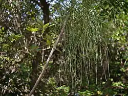 Viscum angulatum