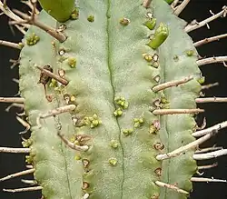 Jeunes pousses sur Euphorbia pillansii