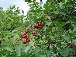 Fruits mûrs.