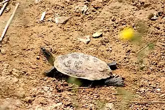Sanctuaire pour les tortues.