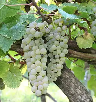 Pecorino (cépage)