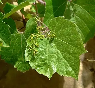 Description de l'image Vitis arizonica 2.jpg.