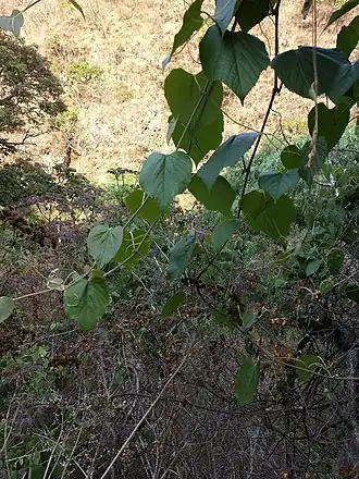Description de l'image Vitis tiliifolia.jpg.