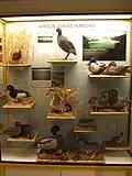 Section zoologie, oiseaux des zones humides