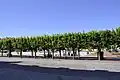 Vue de la place d'Armes, arborée.