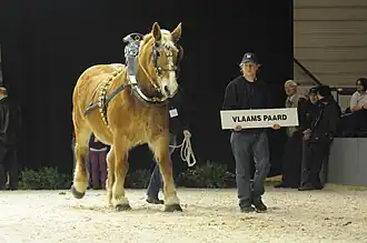 Flamand à Agriflanders