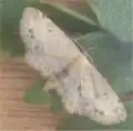 Idaea dimidiata  (Hufnagel, 1767)
