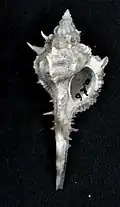 Vokesimurex malabaricus.
