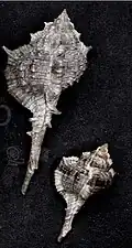 Vokesimurex messorius.