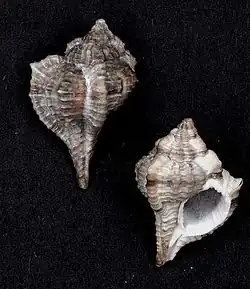Vokesimurex recurvirostrum.