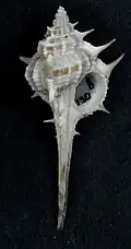 Vokesimurex sobrinus.