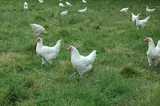 Volaille de Bresse, variété Blanche.