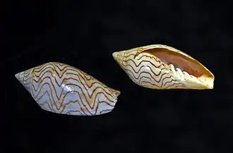 Amoria undulata.