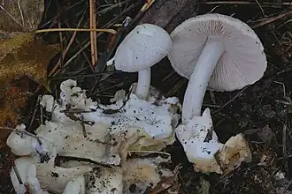 Indiana, USA.