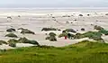 Dune verte
