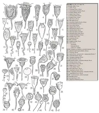 47 dessins de Vorticella(d'après Kahl, 1935).