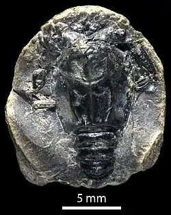 Voulteryon parvulus