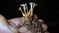 pied de Voyria caerulea