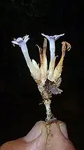 inflorescence de Voyria caerulea
