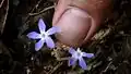 fleurs de Voyria caerulea