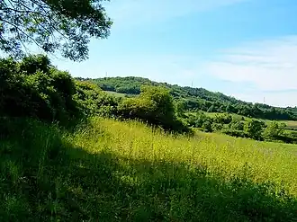 Vrčin