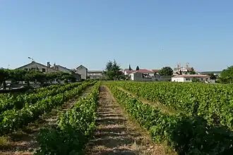 Image illustrative de l’article Côtes-du-vivarais