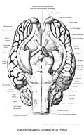 Schéma légendé d'un cerveau.