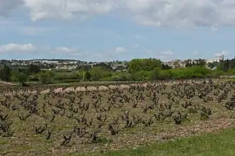 Image illustrative de l’article Signargues (côtes-du-rhône villages)