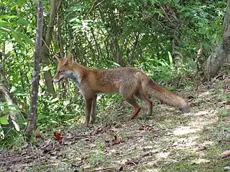 Description de l'image Vulpes vulpes japonica1.jpg.
