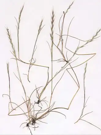 Description de l'image Vulpia myuros Herbar.jpg.