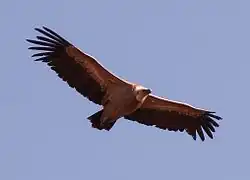 Un vautour fauve.