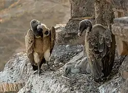 Vautours au nid, Orchha, Madhya Pradesh