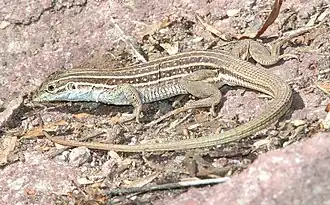 Description de l'image WHIPTAIL, SONORAN SPOTTED (Aspidoscelis sonorae) (7-15-12) pena blanca lake, scc, az -01 (7578641246).jpg.